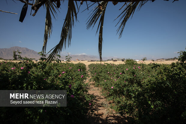 Harvesting damask rose in Kashan

