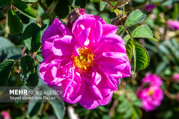 Harvesting damask rose in Kashan
