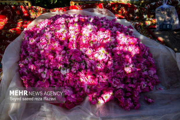 Harvesting damask rose in Kashan
