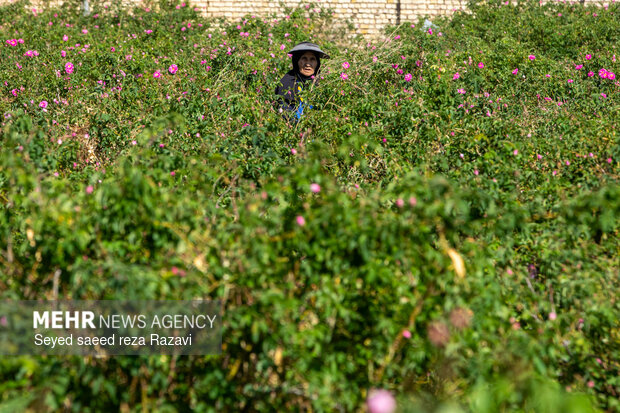 Harvesting damask rose in Kashan
