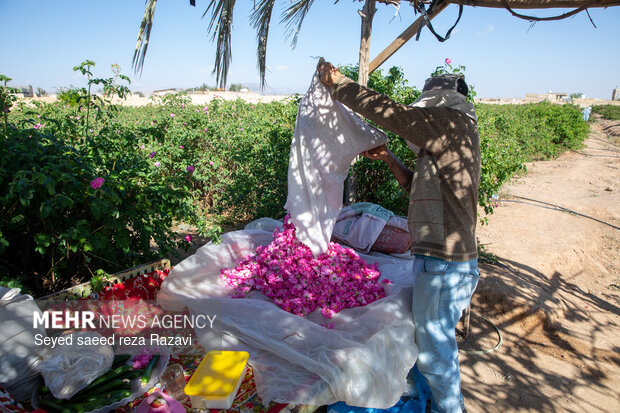 Harvesting damask rose in Kashan
