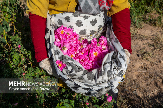 Harvesting damask rose in Kashan
