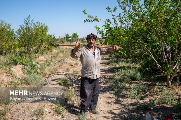 Harvesting damask rose in Kashan
