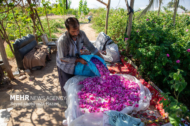 Harvesting damask rose in Kashan
