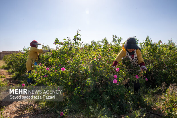 Harvesting damask rose in Kashan
