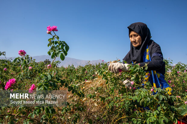 Harvesting damask rose in Kashan
