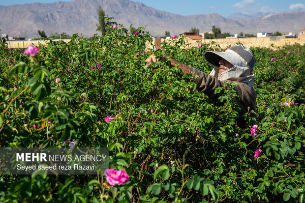 Harvesting damask rose in Kashan

