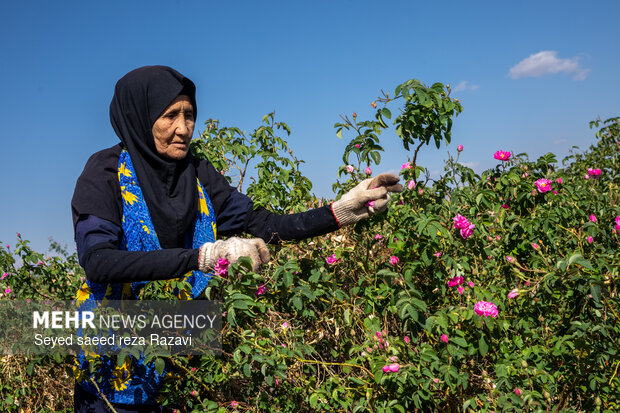 Harvesting damask rose in Kashan

