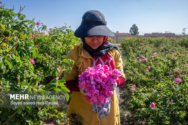 Harvesting damask rose in Kashan
