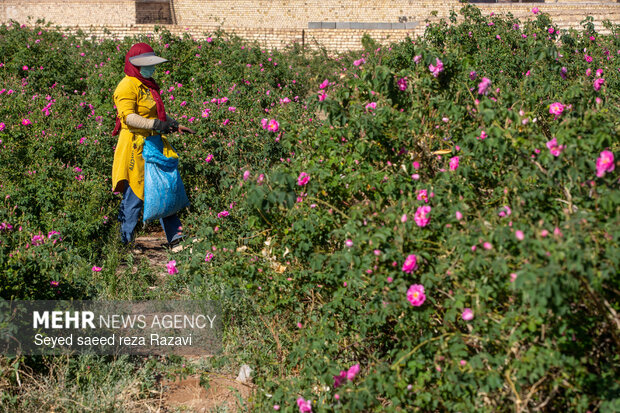 Harvesting damask rose in Kashan
