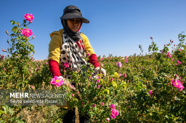 Harvesting damask rose in Kashan
