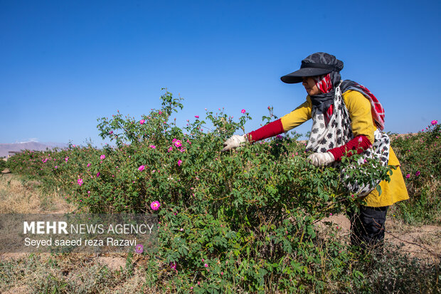 Harvesting damask rose in Kashan
