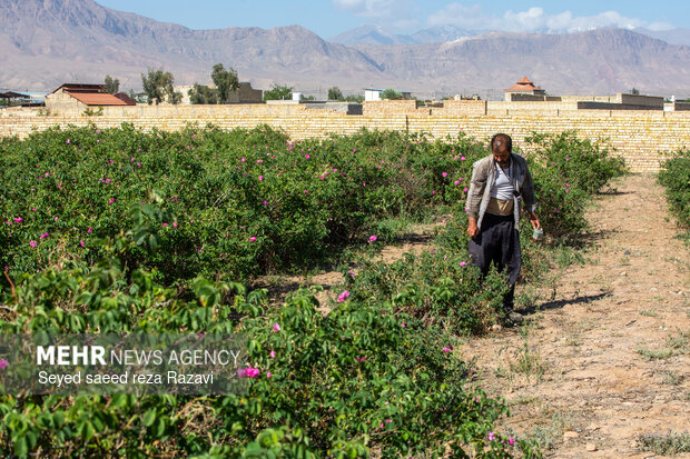 Harvesting damask rose in Kashan
