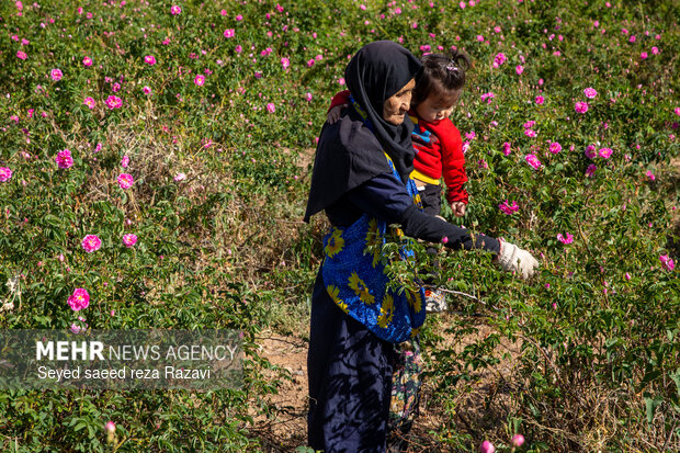 Harvesting damask rose in Kashan
