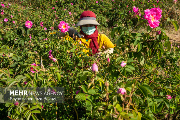 Harvesting damask rose in Kashan
