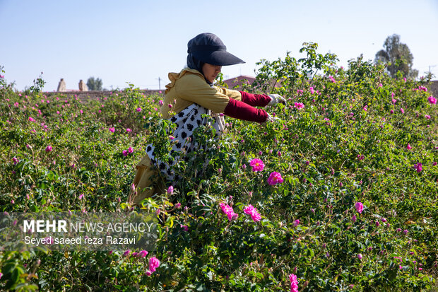 Harvesting damask rose in Kashan
