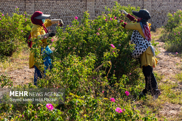 Harvesting damask rose in Kashan
