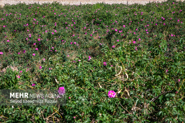Harvesting damask rose in Kashan
