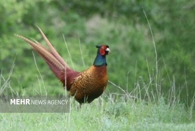 لایق: سرشماری بهاره قرقاول در شهرستان رازوجرگلان آغاز شد