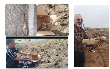 رهاسازی نزدیک به ۱۳۰۰ قطعه حیات‌وحش در کردستان طی سال ۱۴۰۴