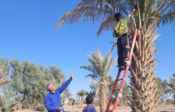 گرده‌افشانی دستی در ۷۸ هکتار از نخلستان‌های بارور طرود شاهرود آغاز شد