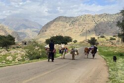 آغاز کوچ بهاره عشایر ایلام؛تمام راه های کوچ ییلاقی باز است