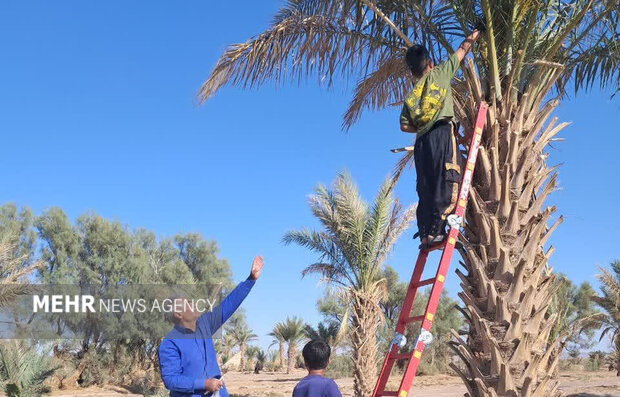 گرده‌افشانی دستی در ۷۸ هکتار از نخلستان‌های بارور طرود شاهرود آغاز شد