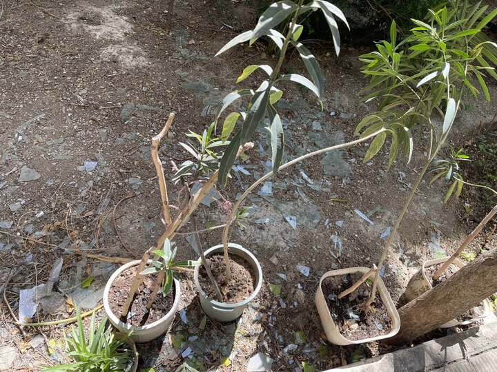 تجربه‌های تکان دهنده!/تکثیر همدلی با کثرت آینه‌ها