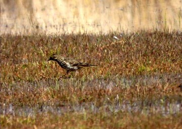 Gandoman international wetland