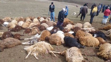 تلف شدن ۱۱۰ رأس گوسفند بر اثر برخورد صاعقه در اهر