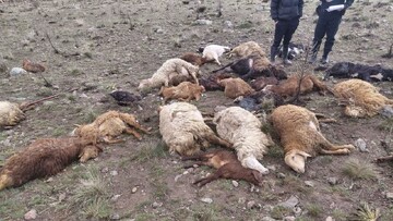 تلف شدن ۲۵ راس احشام و مصدومیت چوپان براثر برخورد صاعقه در مشگین شهر