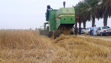 پیش‌بینی برداشت بیش از ۲۲ هزار تن گندم در دلگان