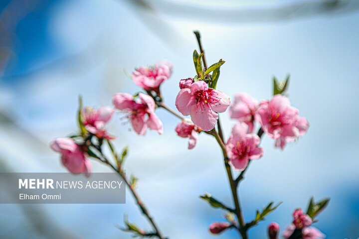 رقص شکوفه‌ها بر شاخه های درختان سنندج