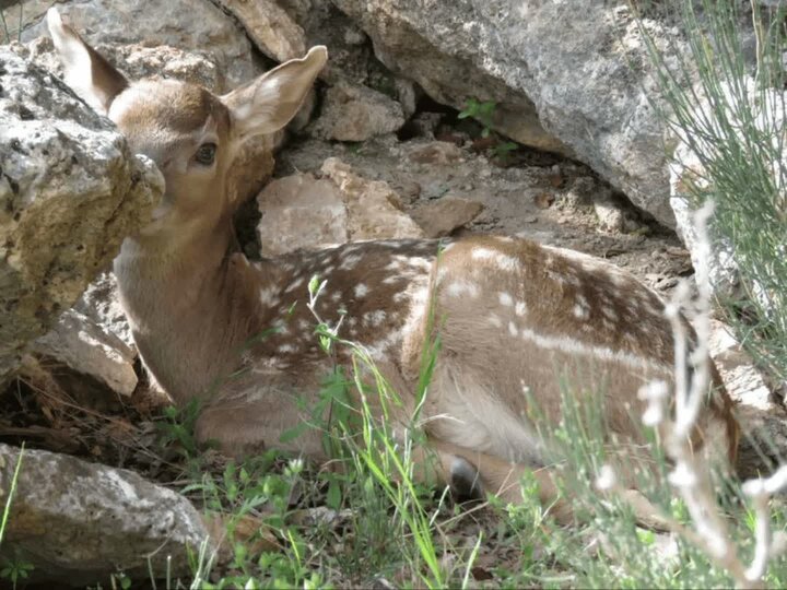 شادی در باغ شادی؛تولد گوزن زرد ایرانی در منطقه حفاظت شده باغ شادی خاتم