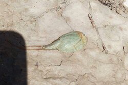 مشاهده فسیل زنده در تالاب هامون