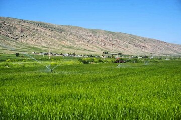 کریمی: ۱۸ هزار هکتار از اراضی سامانه گرمسیری به بهره‌برداری رسید