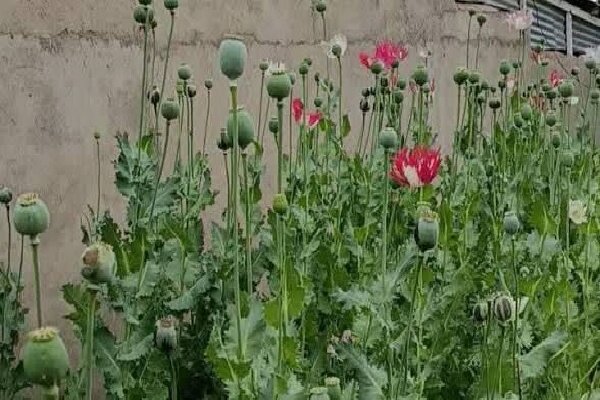 امحای ۱۲۰۰ بوته خشخاش در روستای چمن سوخته شهرستان بویراحمد 