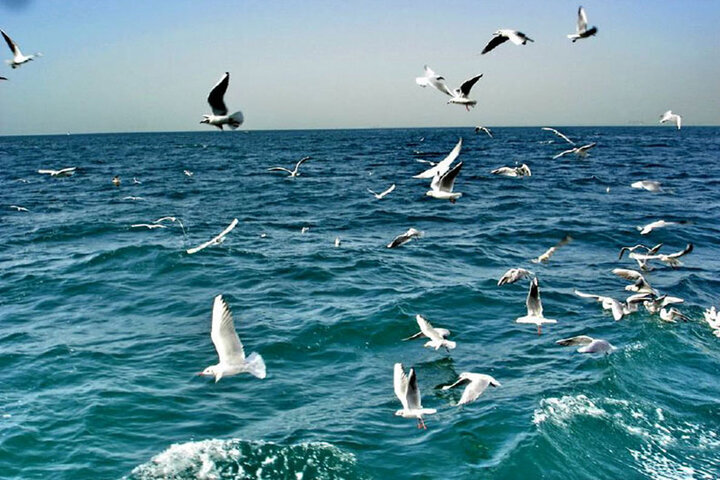 سواحل استان بوشهر متلاطم می‌شود