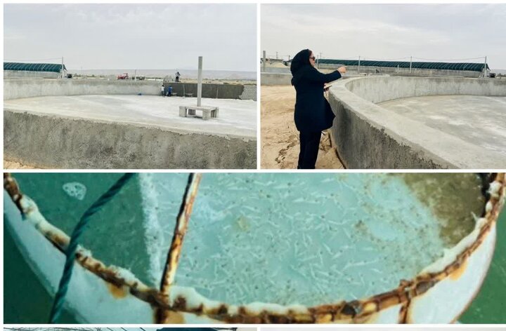 بهروزرسانی زیرساختهای پرورش میگو در استان بوشهر بهروزرسانی زیرساختهای پرورش میگو در استان بوشهر