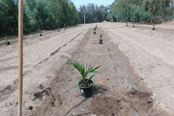 آغاز انتقال نهال‌های کشت‌بافتی خرمای مجول در منطقه بلوچستان
