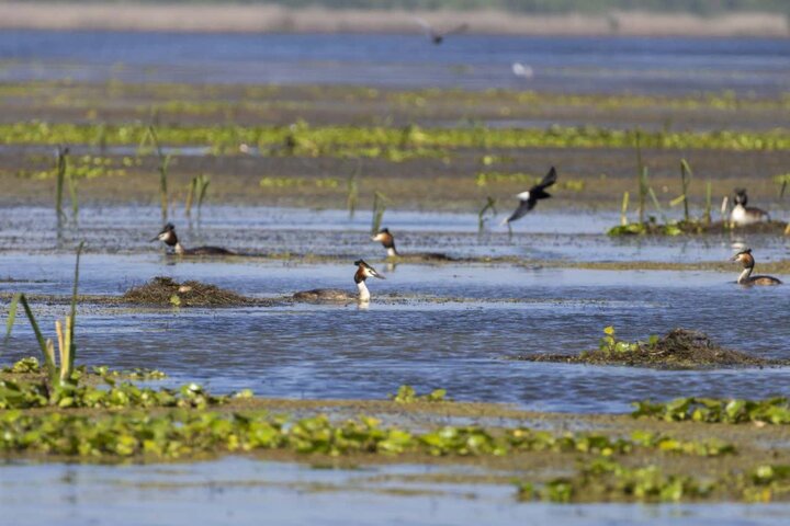 آغاز فصل جوجه آوری پرندگان آبزی در تالاب بین المللی انزلی