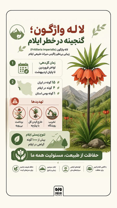 اینفوگرافیک؛ دلایل انقراض «لاله واژگون» در استان ایلام