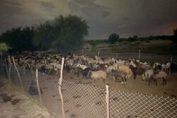 نجات ۲ دامدار و ۴۰۰ راس گوسفند از سیلاب رودخانه دز