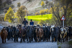طبیعت زیبای لرستان