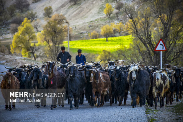 طبیعت زیبای شول آباد لرستان