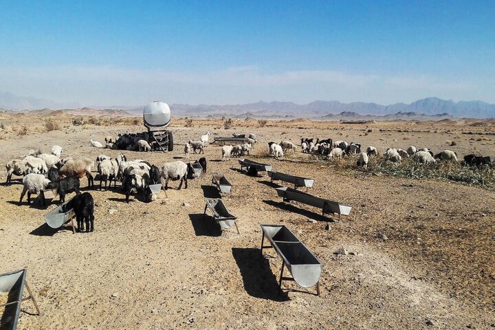 بهره‌برداری از ۱۲۵۰ آبشخور دامی برای عشایر در سیستان و بلوچستان