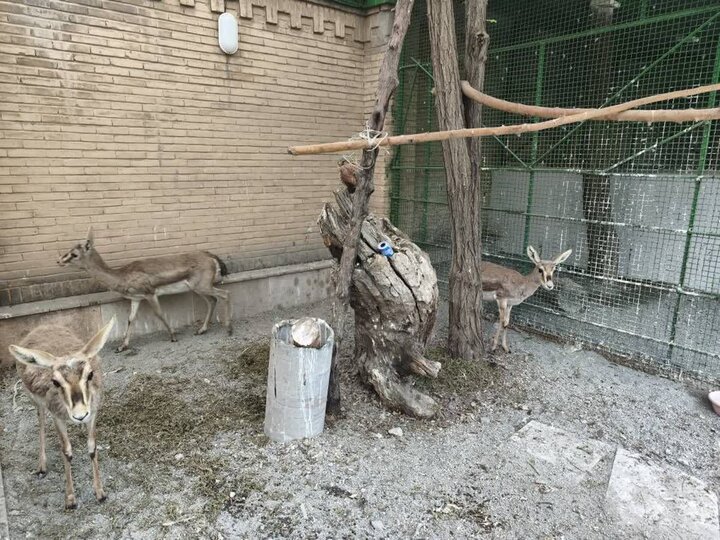 شیخ‌ویسی: کشف ۶ رأس آهو و ۳ قطعه فلامینگو در کرمانشاه