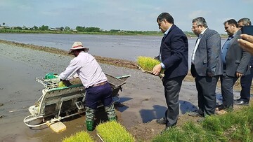نخستین کشت نشاء مکانیزه برنج در دهسر بندر کیاشهر انجام شد