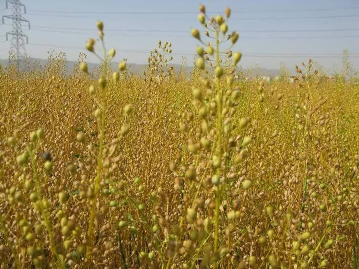 خريد،كلزا،استان،برداشت،محصول،روغني،كشاورزان