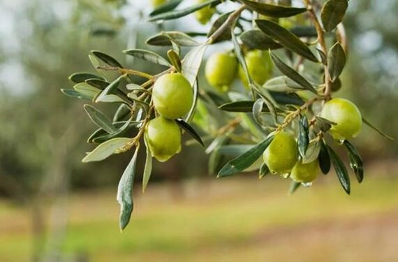 صنایع تبدیلی؛ حلقه مفقوده زنجیره ارزش کشاورزی استان زنجان